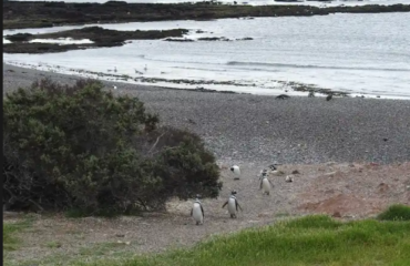 Penguins