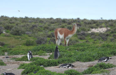 pengiuns and guanaco