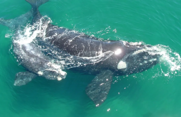 Mother and baby whale