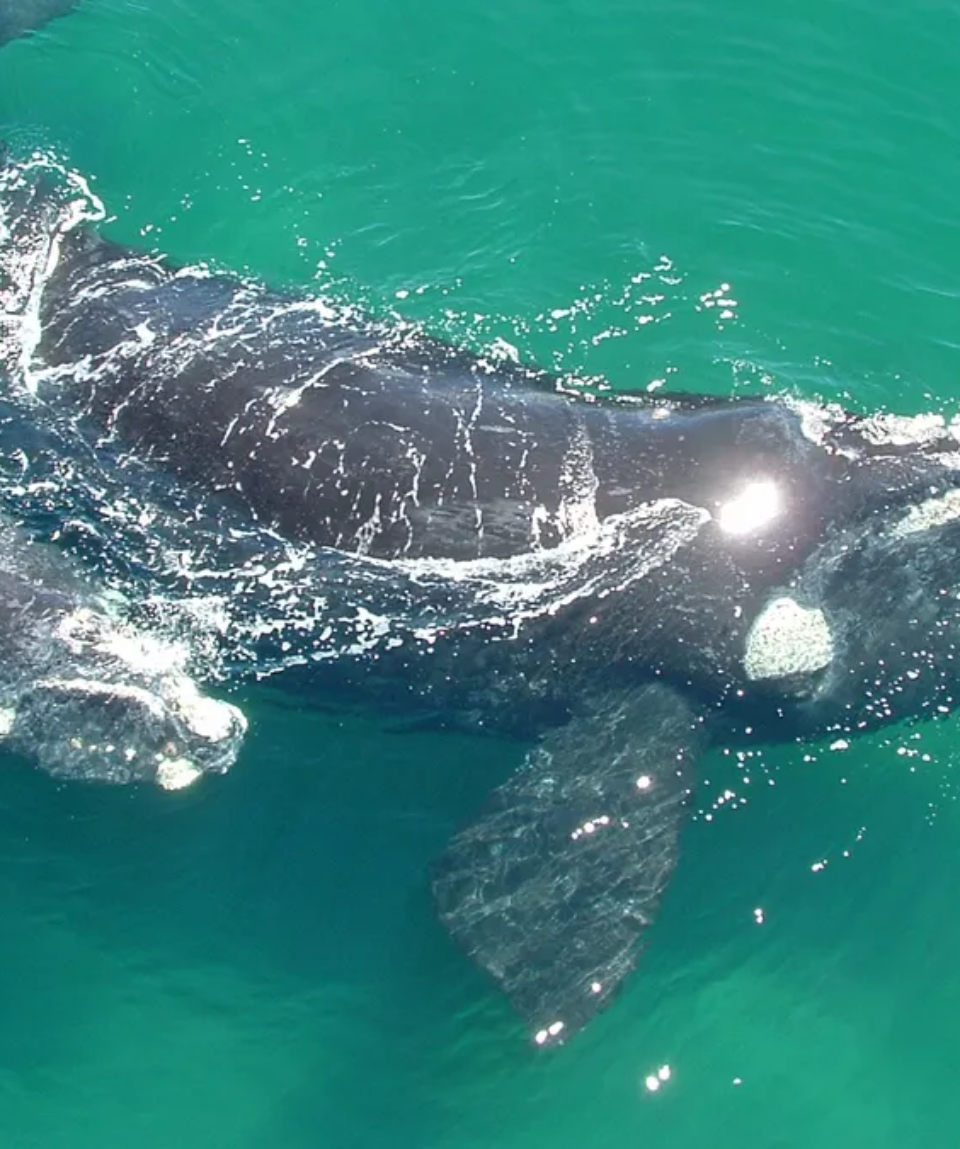 Mother and baby whale