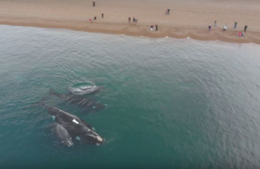 Whales at doradillo