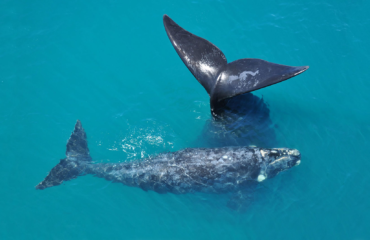 whales