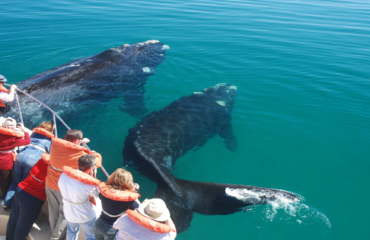 whale watching