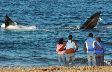whatching at doradillo