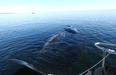 ballena2