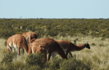 guanacos
