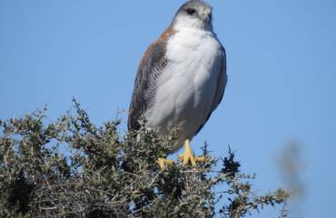 hawk