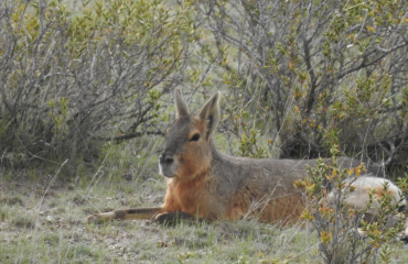 mara